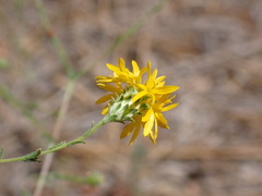 Lessingia glandulifera