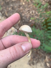 Lentinus arcularius