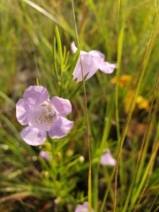 Agalinis aspera