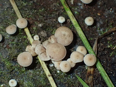 Psathyrella pygmaea