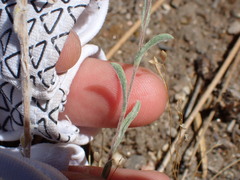Lessingia glandulifera