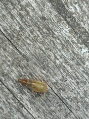 Omalophora pectoralis