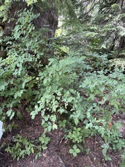 Vaccinium ovalifolium