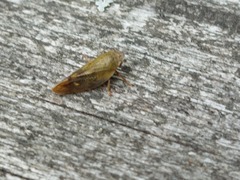 Omalophora pectoralis