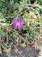 Drosanthemum hispidum
