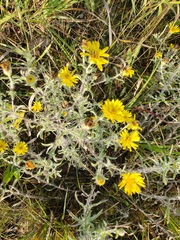 Grindelia squarrosa