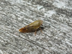 Omalophora pectoralis