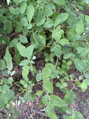 Vaccinium ovalifolium