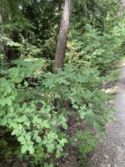Vaccinium ovalifolium