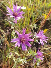 Symphyotrichum sericeum
