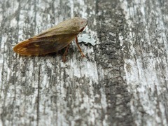 Omalophora pectoralis