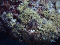 Cladocora caespitosa