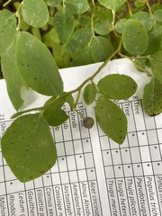 Vaccinium ovalifolium