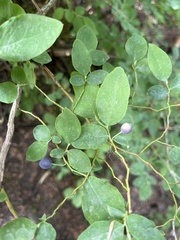 Vaccinium ovalifolium