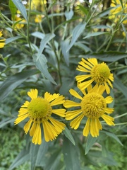 Helenium