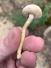 Lentinus arcularius