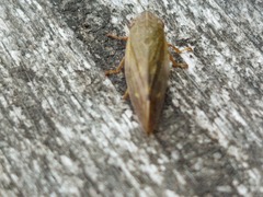 Omalophora pectoralis