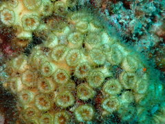 Cladocora caespitosa