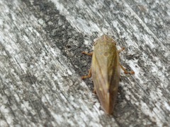 Omalophora pectoralis