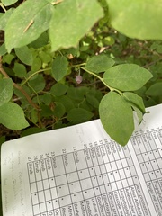 Vaccinium ovalifolium