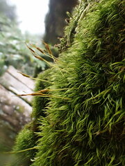 Paraleucobryum sauteri