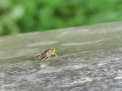 Idiocerus stigmaticalis