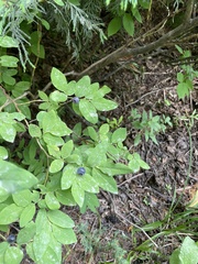 Vaccinium alaskaense
