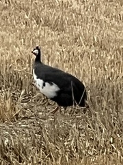 Numida meleagris domesticus