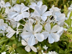 Plumbago auriculata