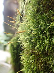 Paraleucobryum sauteri