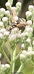 Hoplitimyia constans