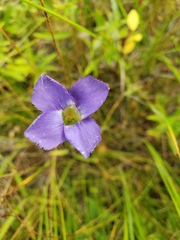 Gentianopsis