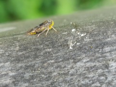 Idiocerus stigmaticalis