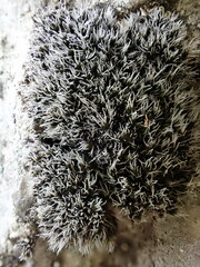Grimmia tergestina
