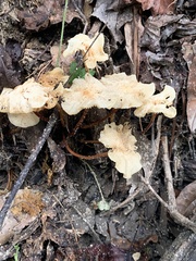 Mycetinis scorodonius