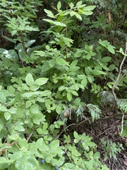 Vaccinium alaskaense