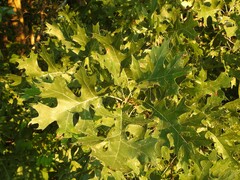 Quercus shumardii