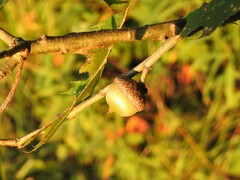 Quercus shumardii