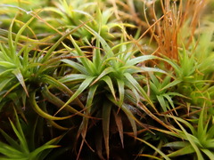 Polytrichastrum alpinum