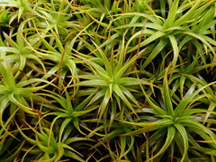 Polytrichastrum alpinum