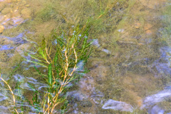 Potamogeton crispus