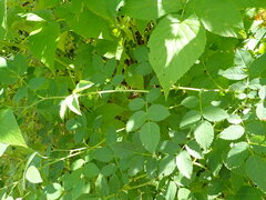 Rosa canina