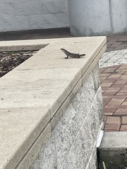 Leiocephalus carinatus