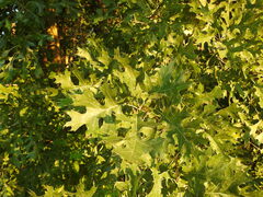 Quercus shumardii