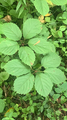 Parthenocissus inserta