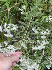 Eupatorium semiserratum
