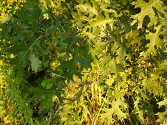 Quercus shumardii