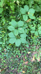 Parthenocissus inserta