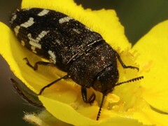 Acmaeodera idahoensis