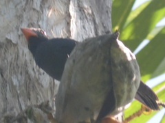 Saltator fuliginosus